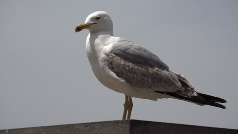 4K Seagull Bird Macro on Beach Closeup Macro, Head, Eyes of Seabird Close Up View