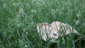 Short footage of straw hat in the green grass at summertime.