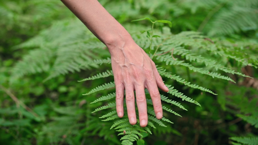Female hand, with long graceful fingers gently touches the plant, leaves of fern. Close-up shot of unrecognizable person. . High quality 4k footage | Shutterstock HD Video #1055189516