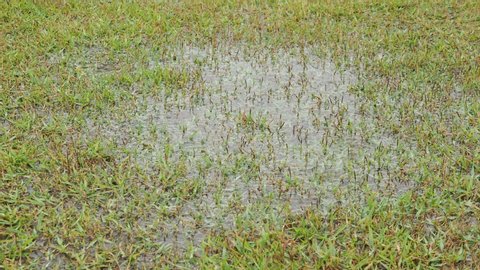 Rain in puddles on the lawn.Image of a sports game being cancelled due to rain.