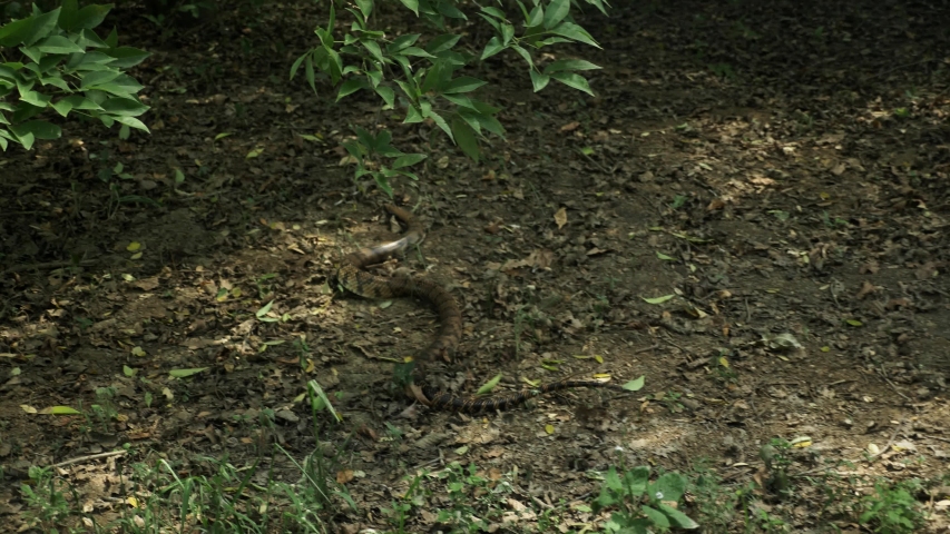 Anaconda Stock Video Footage - 4K and HD Video Clips | Shutterstock