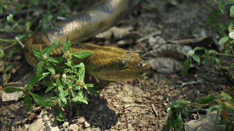 Green anaconda in Las Pampas outside Rurrenabaque de Yacuma National Park, Amazon, Bolivia. The green anaconda, also known as common anaconda, common water boa or sucuri.