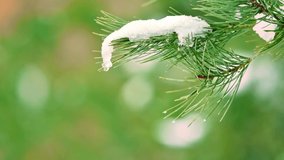 Melting snow on pine branches, drops of water dripping down, closeup - Powered by Shutterstock - Get 15% off with code: PIKWIZARD15