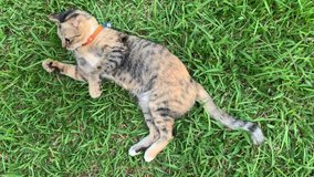 An adorable striped domestic cat playing and biting grass leaves at the backyard.