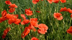 In summer, red poppies bloom beautifully, many bees fly over them and collect nectar.