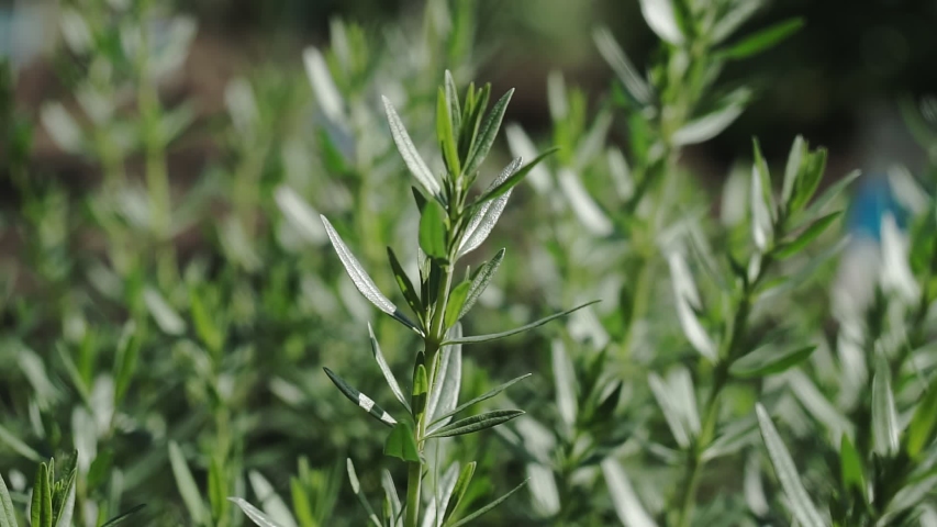 Rosemary bunch, gardening concept. Green perennial rosemary herb close up. Royalty-Free Stock Footage #1055204597