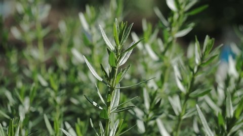 Rosemary bunch, gardening concept. Green perennial rosemary herb close up.