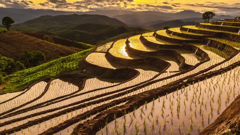 Zoom out Time lapse of beautiful scenery of Pa Pong Peang rice terrace in sunset at Pa Bong Piang, Chiang Mai in Thailand

