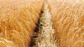 Walk through the golden barley field. Summer, grain.