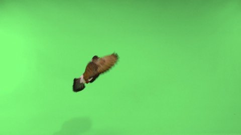 Flying pigeon in an isolated green screen. slow motion 