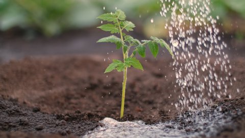 Tomato plant, Planting vegetables, Farm business. Watering a tomato plant.
