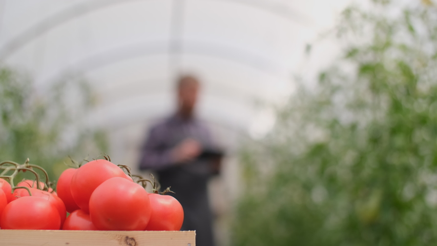 Farmer businessman, Growing tomatoes, Vegetable business, Greenhouse with tomatoes, Successful Farm Owner. Farmer worker controls the growth of tomatoes using a tablet computer. Box of Tomatoes Royalty-Free Stock Footage #1055209871