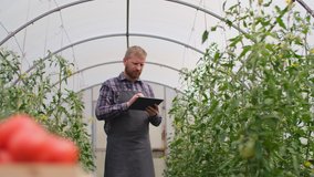 Farmer businessman, Growing tomatoes, Vegetable business, Greenhouse with tomatoes, Successful Farm Owner. Farmer worker controls the growth of tomatoes using a tablet computer. Box of Tomatoes - Powered by Shutterstock - Get 15% off with code: PIKWIZARD15
