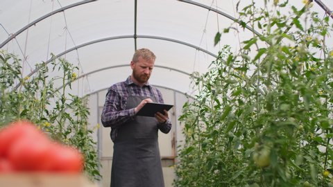 Farmer businessman, Growing tomatoes, Vegetable business, Greenhouse with tomatoes, Successful Farm Owner. Farmer worker controls the growth of tomatoes using a tablet computer. Box of Tomatoes