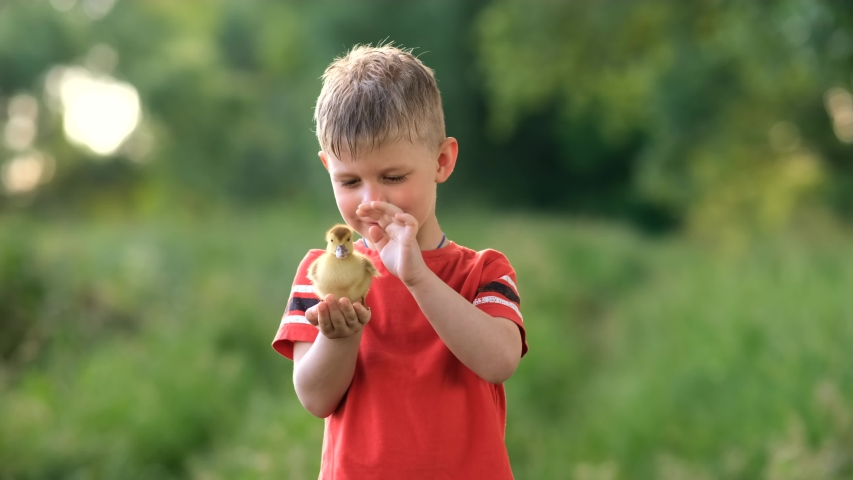 A little boy holds a small baby duck on a green lawn. Royalty-Free Stock Footage #1055210306