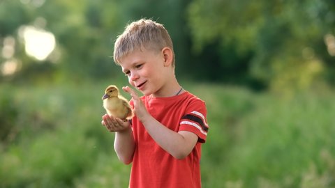 A little boy holds a small baby duck on a green lawn.