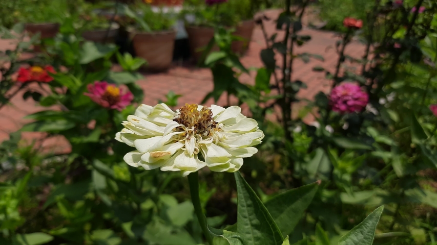 Zinnia flower in the garden. It is a genus of plants of the sunflower tribe within the daisy family. It is an annual plant. Zinnias may be white, chartreuse, yellow, orange, red,purple, or lilac. 