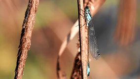 Portrait of Blue-tailed Damselfly during copulation. Their Latin name are Ischnura elegans.