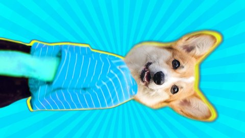 Vertical animation of corgi dog head dancing body. Bright pop colors make this trendy video.