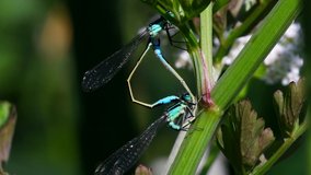 Pair of Blue-tailed Damselfly during copulation. Their Latin name are Ischnura elegans