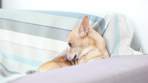 Chihuahua Dog sits on sofa while washing and licking himself. Dog Bites itself, catches fleas and clean, lick yourself.  Domestic red dog is cleaning itself biting the ticks and fleas. Pet concept. 