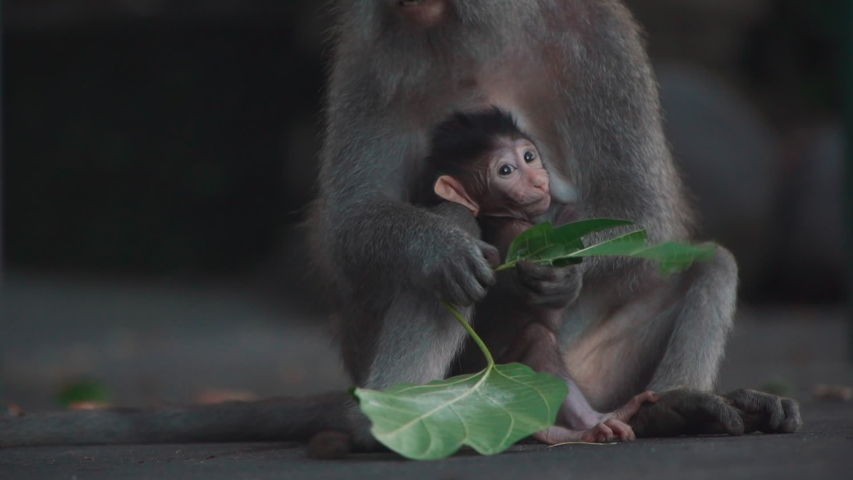 Baboon Eats Baby Gazelle Alive