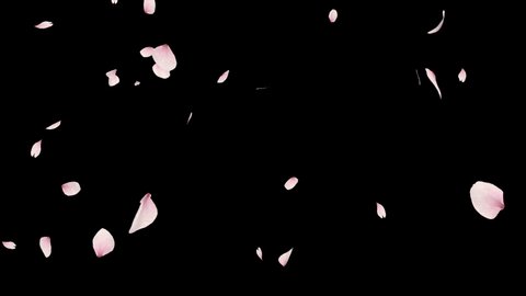 Cherry blossom realistic petals falling.3D rendering.Element footage.Fall start to end.Easy to use and change color. This work has alpha channel.