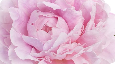 Beautiful Pink Peony Flower background. Wedding backdrop, Valentine's Day concept. Holiday, love, birthday design backdrop.