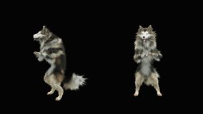 Dogs Dance, realistic CGI VFX, 3d rendering, Animation Loop,  composition 3d mapping cartoon, Included in the end of the clip With Alpha matte.