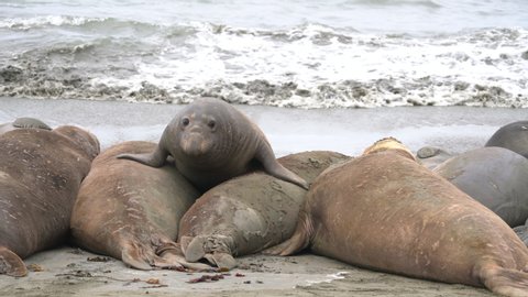 Young male Elephant Seal tries to make his way past larger seals on the beach and has to fight off a bigger male during summer molt, in California 