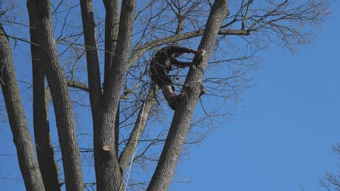 Forestry worker, lumberjack, works with chainsaw in tree crown.  Lumberjack wears protective clothes and climbing ferrata set. Slow motion.