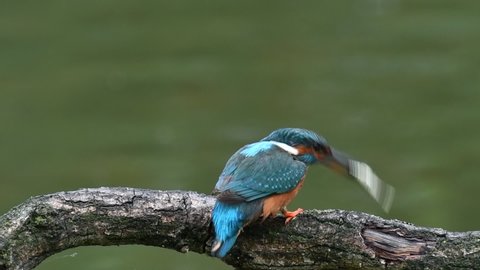 Common kingfisher (Alcedo atthis) female beating caught fish against branch over water of pond and flying away to feed male partner