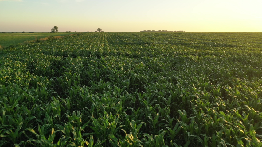 Aerial view of american countryside landscape, farmland. Drone flying low over corn field. Rural scenery. Sunny morning, sunrise, spring summer season 