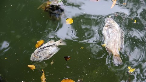 Dead fish on the shore of an Asian pond. St. Peter's fish (Nile Tilapia) - this is a very tenacious water animal and nevertheless died in dirty water, water pollution, anoxia