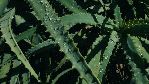 Closeup Aloe Vera plant with rain drops on leaves. Natural medical plant for skin treatment.
