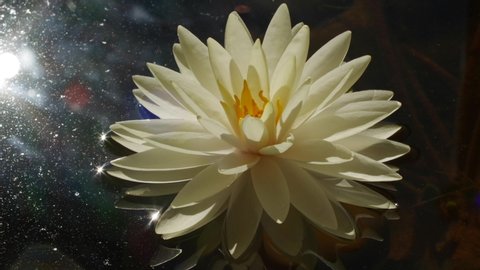 Close-up time lapse of water lily flower opening in pond. White lotus flower head fast opening with leaves. Botanical timelapse flower blossom at sunrise with sun flares light. 4K footage.