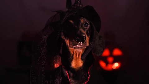Funny dachshund wearing witch black suit and hat on Halloween background with Jack-O-Lanterns as a background, barks in camera. Close up portrait, humor concept of celebrating. Night shooting 