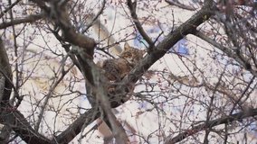 Closeup view video of adult homeless or domestic healthy cat sitting on bare branches of spring tree outdoors.
