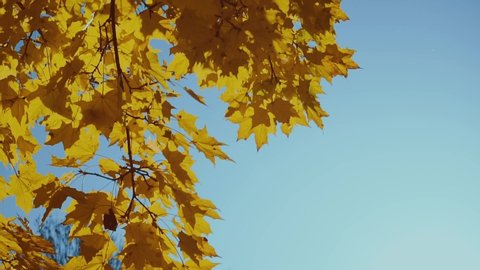 Стоковое видео: Close-up shot of orange maple leaves on autumn tree. Fall. Copy space. End of summer concept. Beautiful nature. Low angle view from bottom to sky