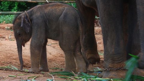 The elephant, Ban Ta Klang, Thailand