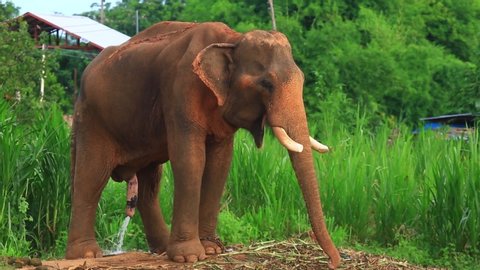The elephant,  Ban Ta Klang Thailand