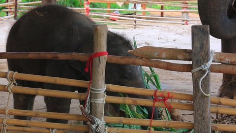 The elephant, Ban Ta Klang Thailand
