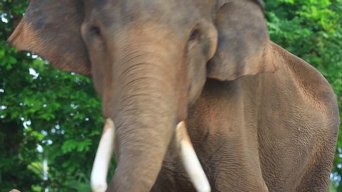 The elephant, Ban Ta Klang, Thailand