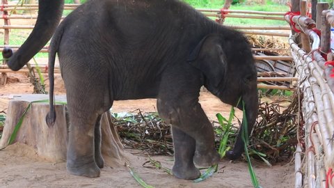The elephant, Ban Ta Klang Thailand