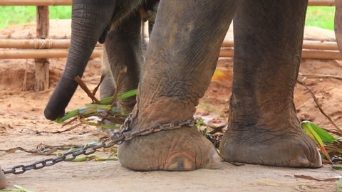 The Chained elephant, Ban Ta Klang Thailand