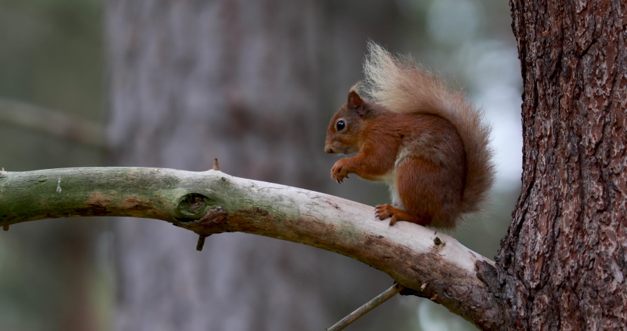 Red squirrel, Sciurus vulgaris, close view within heather/woodland landscape with white tail in Scotland, cairngorms national park. With tufted ears eating and searching for food. Royalty-Free Stock Footage #1055255654