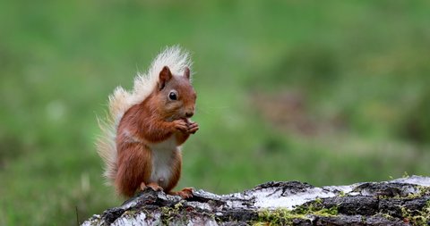 Red squirrel, Sciurus vulgaris, close view within heather/woodland landscape with white tail in Scotland, cairngorms national park. With tufted ears eating and searching for food. - Βίντεο στοκ