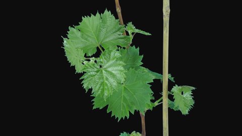 Time-lapse of growing grapevine branch 7c3 in RGB + ALPHA matte format isolated on black background
