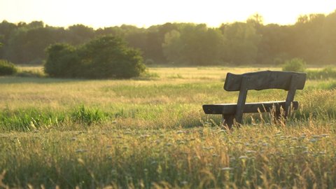 Landscape nature empty seat wood bench chair with green plant under sunset background change to gold natural light color of beautiful grass wheat meadow prairie field in summer sun clear sky