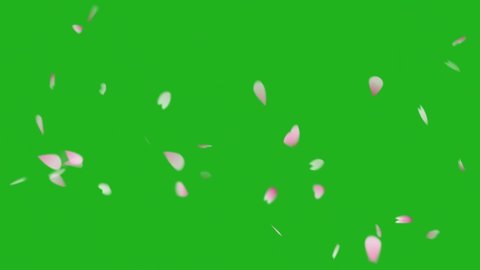 Falling rose petals motion graphics with green screen background